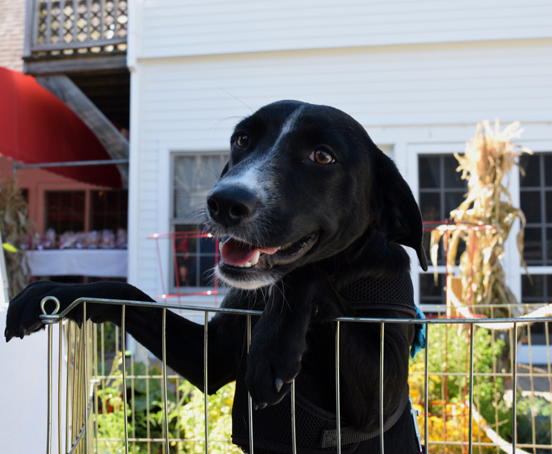 Posh, a dog up for adoption from Underhound Railroad, attends the Action for Animals Maine launch party and Underhound Railroad adoption event at Brady's restaurant in Boothbay Harbor on Sunday, Sept. 29. (Jessica Clifford photo)