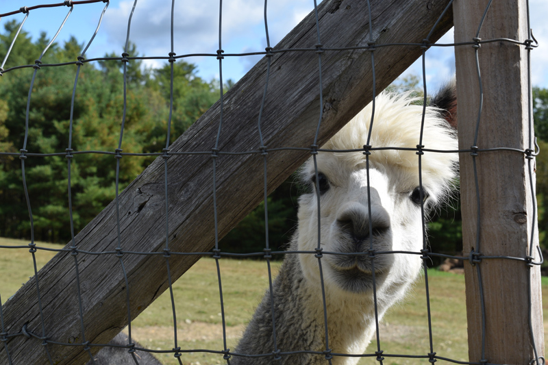 Paco the alpaca peeks through a fence. Nineteen alpacas roam about the Maine Alpaca Barn in Whitefield. (Jessica Clifford photo)