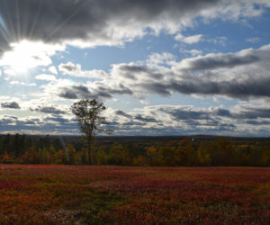 A sunny view of the wild blueberry field at Bluefields Farm in Whitefield. (Jessica Clifford photo)