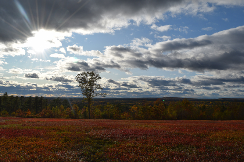 A sunny view of the wild blueberry field at Bluefields Farm in Whitefield. (Jessica Clifford photo)