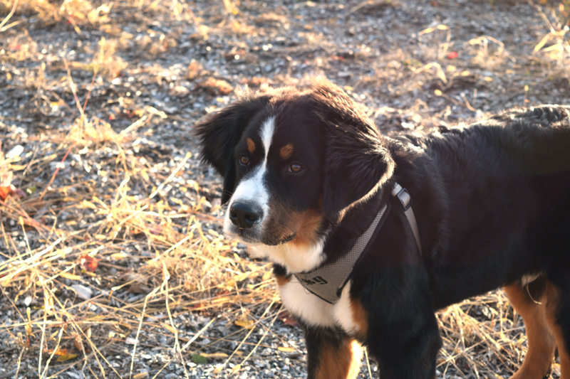 Max is Tony and Marianne Marple's Bernese mountain dog. (Jessica Clifford photo)