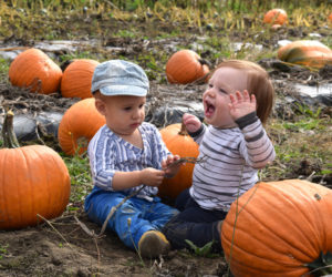 Leo Maheu Jr. (left) fiddles with a stem while Jude Fleury-Kahn shrieks with excitement in the pumpkin patch at SeaLyon Farm in Alna on Sunday, Oct. 13. (Jessica Clifford photo)