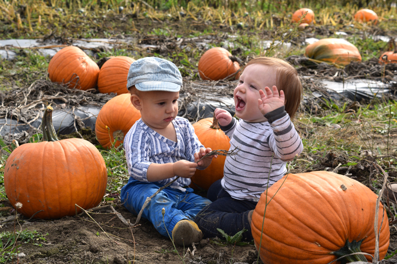Leo Maheu Jr. (left) fiddles with a stem while Jude Fleury-Kahn shrieks with excitement in the pumpkin patch at SeaLyon Farm in Alna on Sunday, Oct. 13. (Jessica Clifford photo)