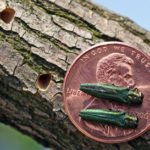 Free Presentations on Invasive Forest Pests Nov. 13 and 14