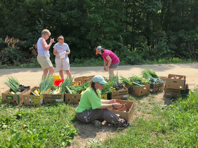 Merrymeeting Gleaners prepare gleaned vegetables for distribution. (Photo courtesy Harriet Van Vleck)