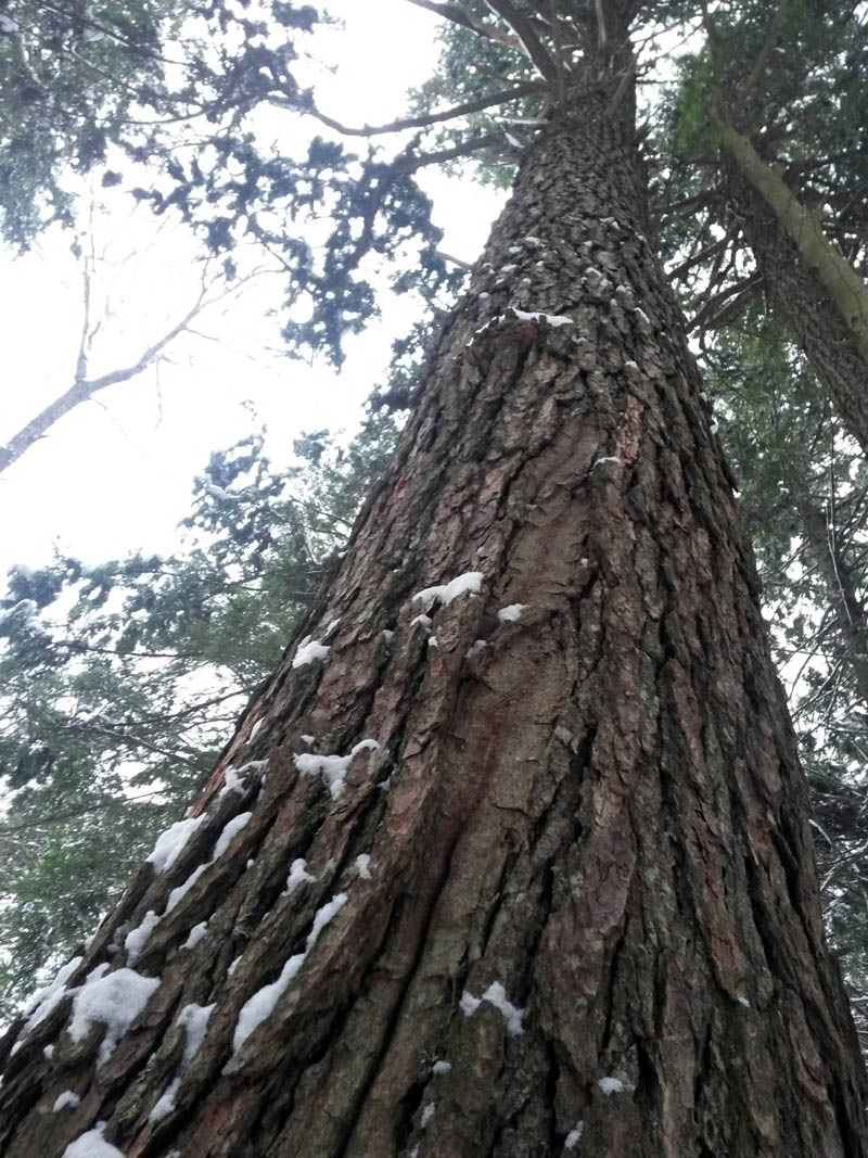 Waldoboro Town Forest Hike The Lincoln County News