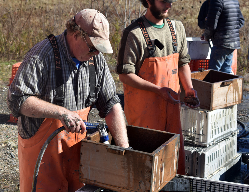 Downeast Institute Director of Research Brian Beal washes off samples for a clam study at Community Shellfish in Bremen on Friday, Nov. 1. (Alexander Violo photo)