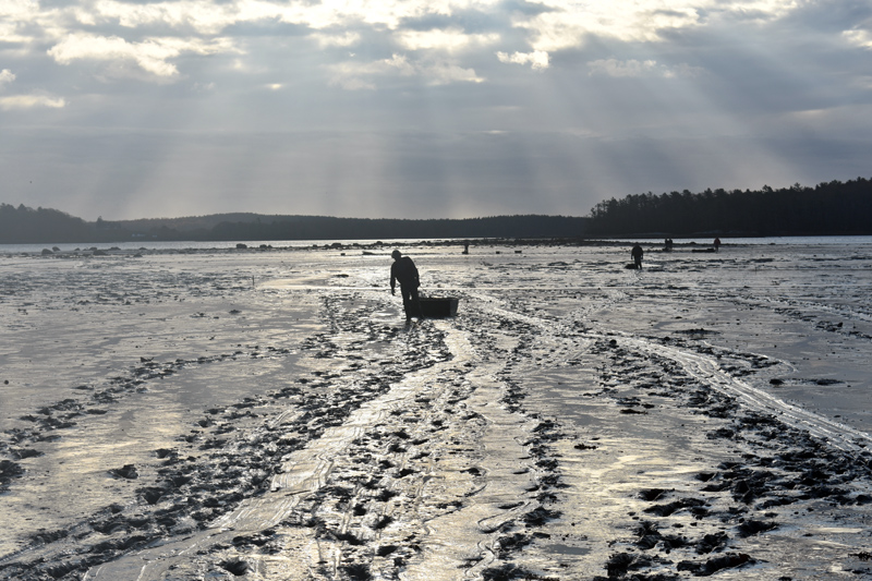 A shellfish harvester hauls a jet sled across Broad Cove to collect clam samples as part of a study to determine whether the traditional method of brushing works to increase clam populations. (Alexander Violo photo)