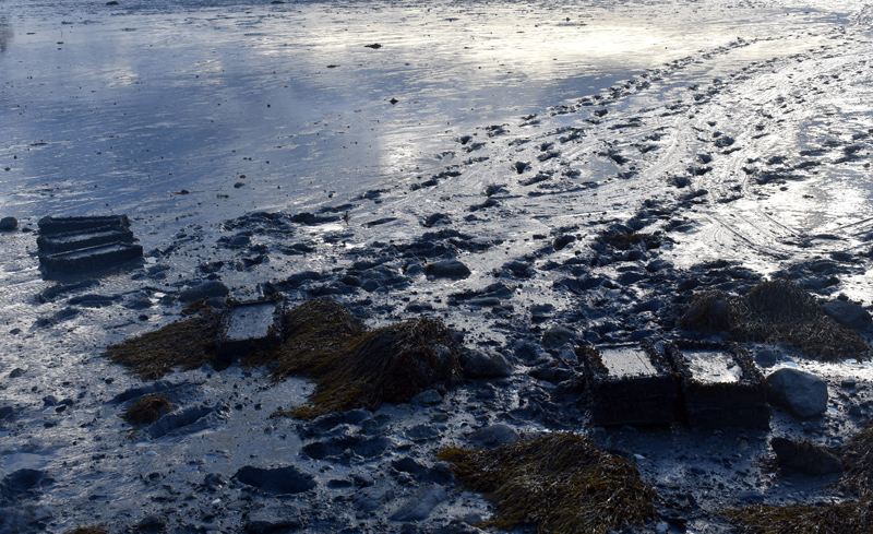 Clam "recruitment boxes" in the mud of Broad Cove. (Alexander Violo photo)