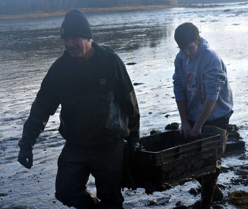 Bremen Selectman Boe Marsh and Nickolas Griffin carry a crate off the flats of Broad Cove the morning of Friday, Nov. 1. (Alexander Violo photo)