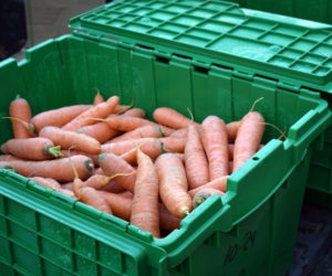 The Ecumenical Food Pantry, of Newcastle, will distribute hundreds of pounds of carrots and other produce from Twin Villages Foodbank Farm in Thanksgiving baskets for local families. (Evan Houk photo)