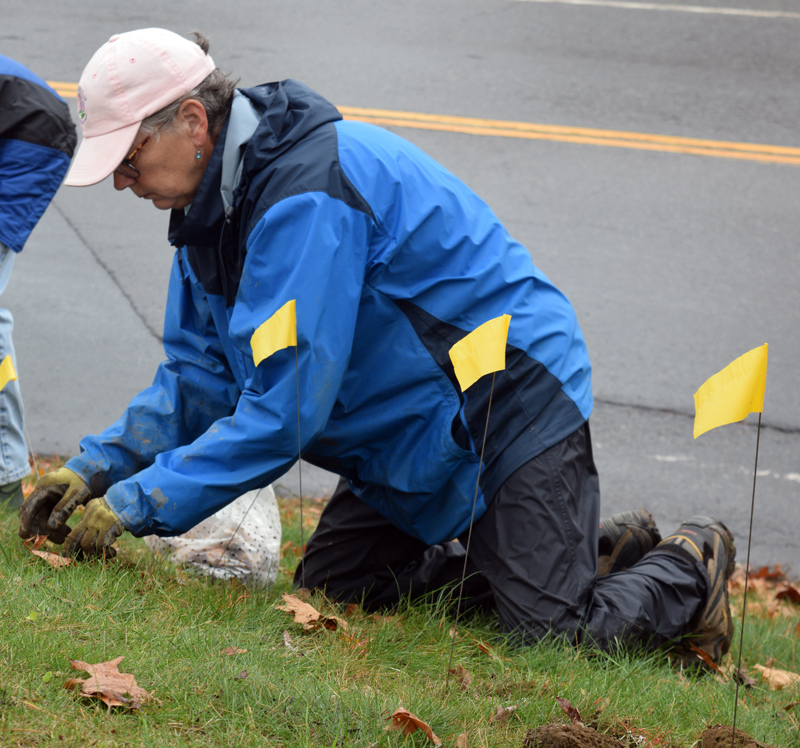 Lisa Freeman, one of the organizers, plants a daffodil bulb on the hill in front of the Lincoln County Courthouse in Wiscasset on Tuesday, Nov. 5, 100 years after the Maine Legislature's vote in support of women's suffrage. (Jessica Clifford photo)