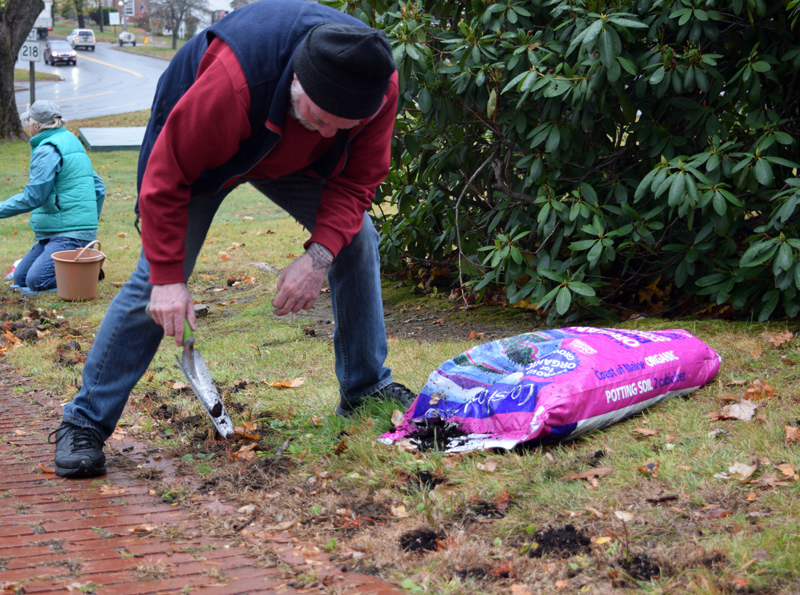 Wiscasset Selectman Ben Rines Jr. plants a daffodil bulb on the Wiscasset town common Tuesday, Nov. 5, as part of an effort to commemorate the 100th anniversary of women's right to vote in America. (Jessica Clifford photo)