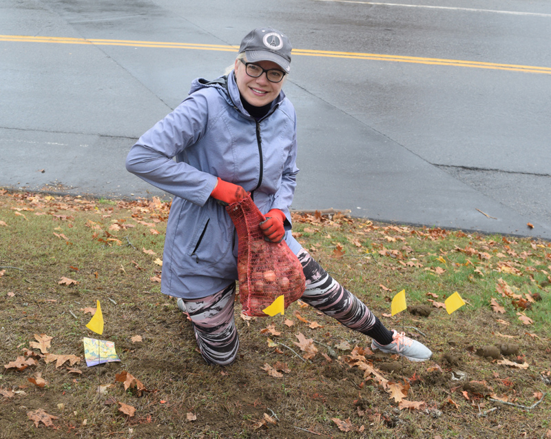 Michelle Wentworth, of Wiscasset, opens a bag of daffodil bulbs on the town common Tuesday, Nov. 5. About 35 people planted 2,020 bulbs on the common on the 100th anniversary of Maine's ratification of the 19th Amendment to the U.S. Constitution. (Jessica Clifford photo)