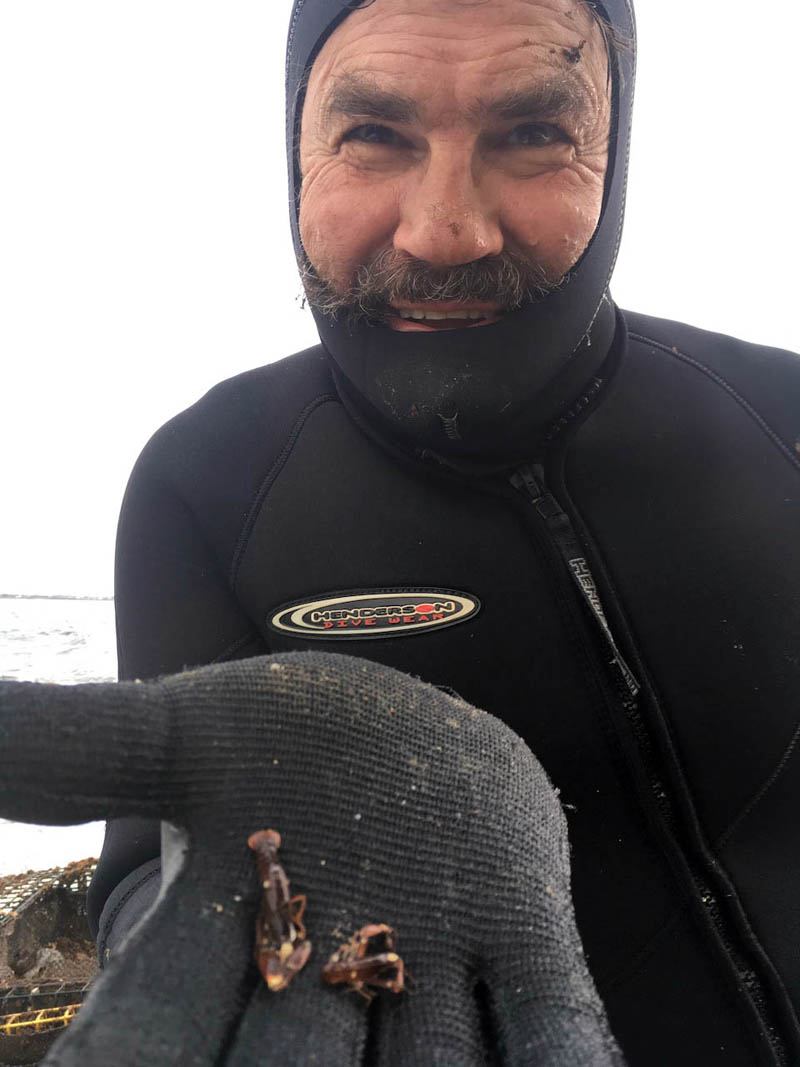 New Studies Attribute Look at Rise, Fall of Lobster Populations in Gulf