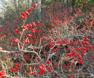 This year will be known as a very good year for the red berries. They are a lively pop of color everywhere this year along the roads and in wet areas. They also provide hearty meals for our feathered friends.