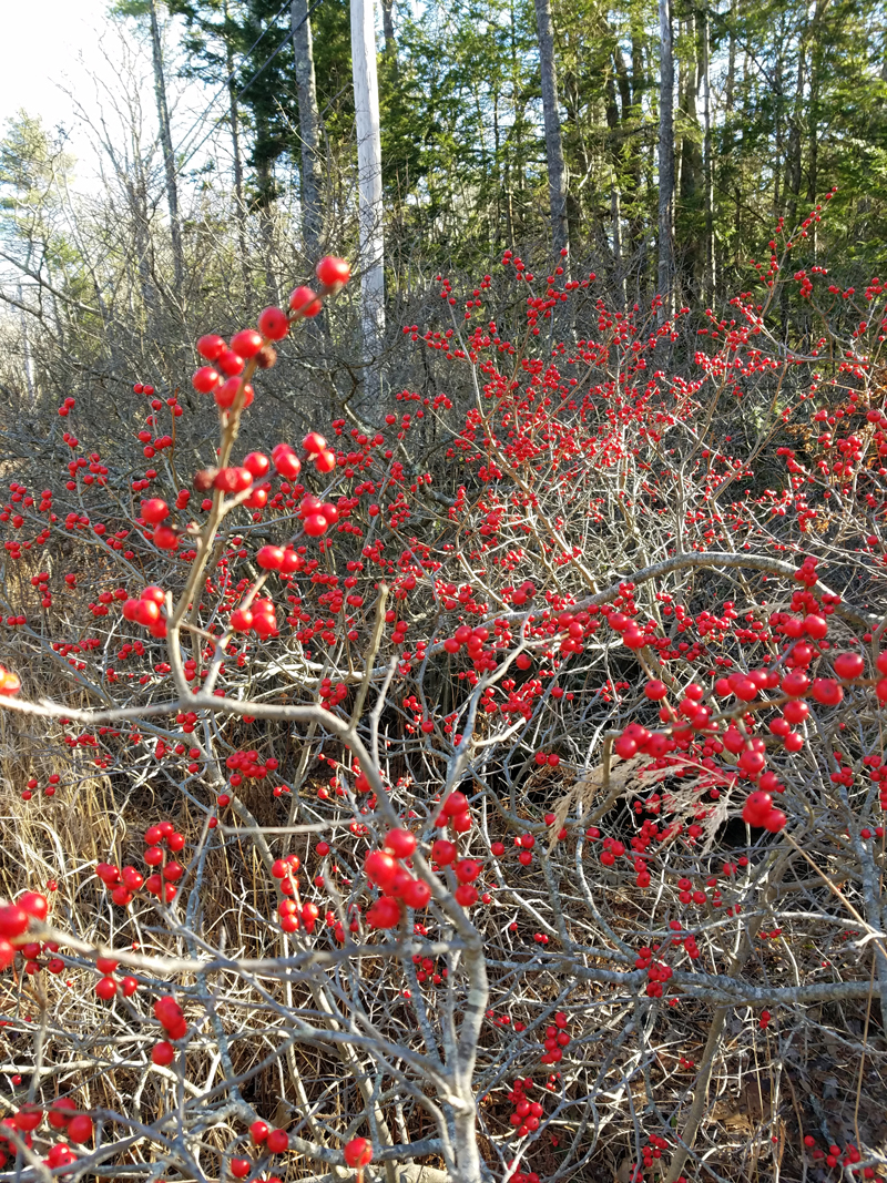 This year will be known as a very good year for the red berries. They are a lively pop of color everywhere this year along the roads and in wet areas. They also provide hearty meals for our feathered friends.