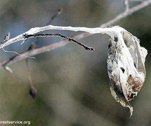 Entomologists from the Maine Department of Agriculture, Conservation and Forestry are reminding everyone that now is the best time to remove browntail caterpillars from trees.