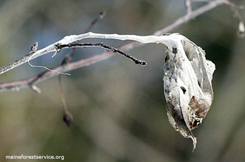 Entomologists from the Maine Department of Agriculture, Conservation and Forestry are reminding everyone that now is the best time to remove browntail caterpillars from trees.