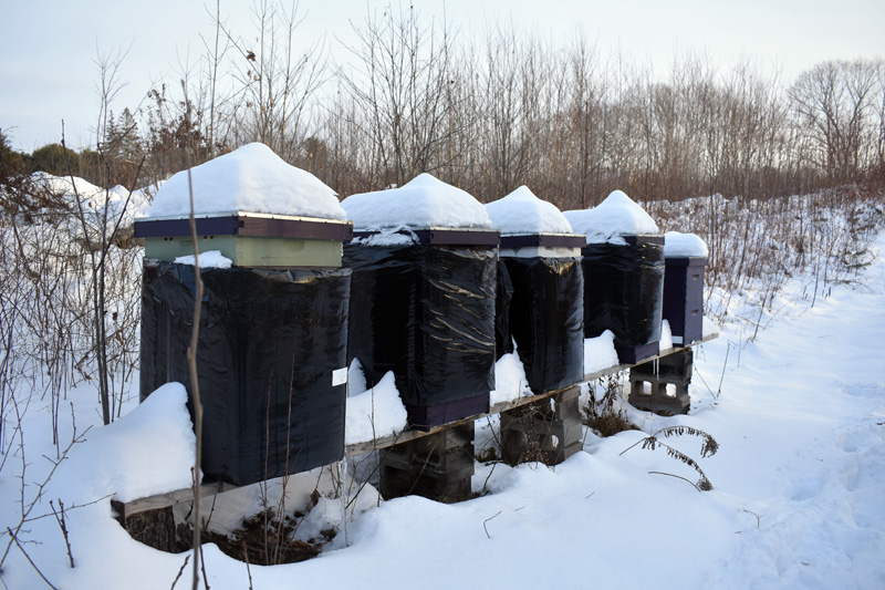 Beehives at Switchback Farm. The honeybees form a ball around the queen and move around to keep the queen warm during the winter, according to farmer Maisie Sturtevant. (Alexander Violo photo)