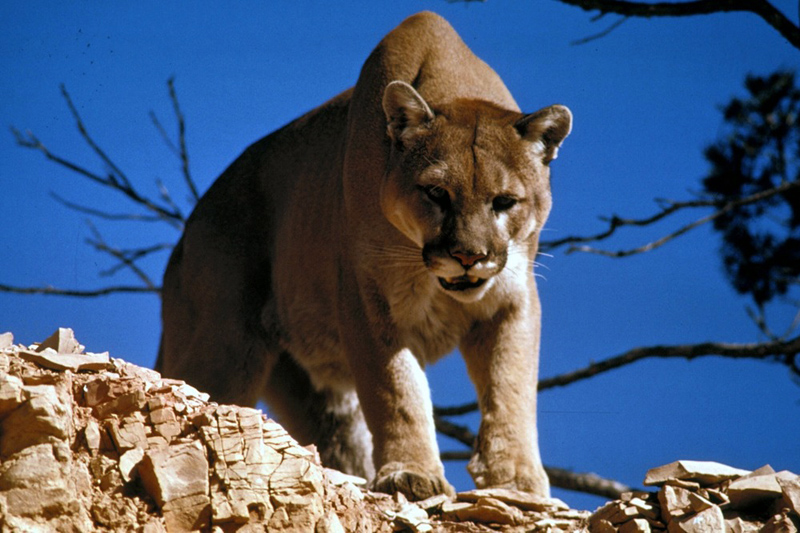 A mountain lion surveys its western habitat. (Photo courtesy National Park Service)