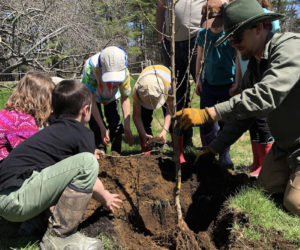 Juniper Hill School for Place-Based Education students plant a school orchard with ReTrees Maine. (Photo courtesy Juniper Hill School for Place-Based Education)