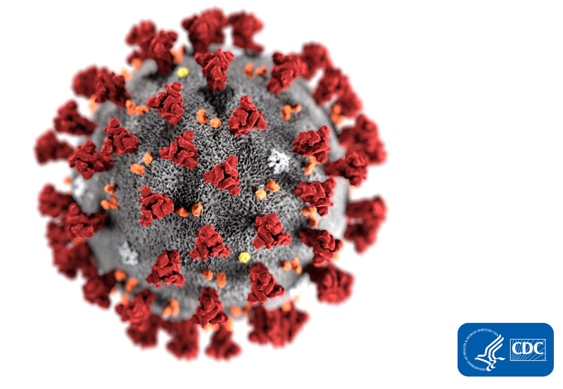 The 2019 novel coronavirus. (Image courtesy U.S. Centers for Disease Control and Prevention)