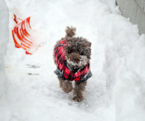 Matt Baron's photo of his dog Jax enjoying the snow in Edgecomb received the most reader votes to win the February #LCNme365 photo contest. Baron will receive a $50 gift certificate from Rising Tide Co-op, the sponsor of the February photo contest.