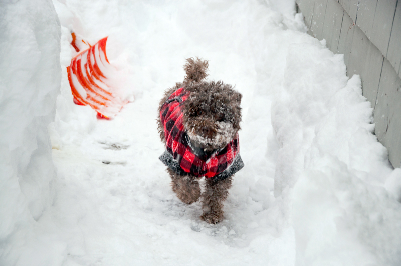 Matt Baron's photo of his dog Jax enjoying the snow in Edgecomb received the most reader votes to win the February #LCNme365 photo contest. Baron will receive a $50 gift certificate from Rising Tide Co-op, the sponsor of the February photo contest.