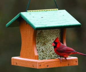 People are encouraged to order bird seed before the first migrants arrive.