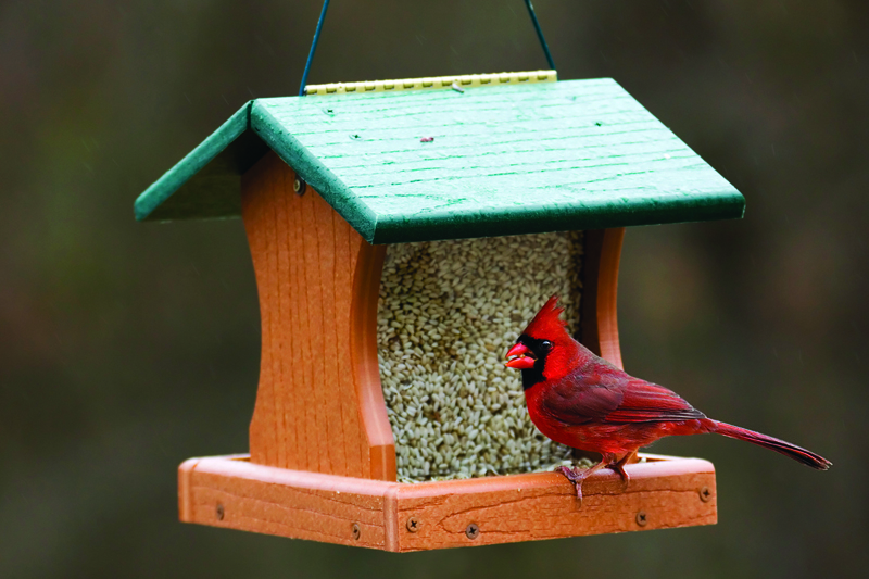 People are encouraged to order bird seed before the first migrants arrive.