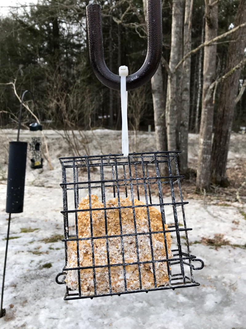 A half-eaten suet cake on a late winter morning. (Photo courtesy Lee Emmons)