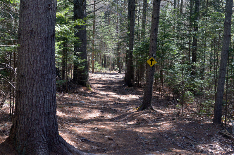 The trail through the MVLT Founders Preserve in Waldoboro is mostly wooded. (Paula Roberts photo)