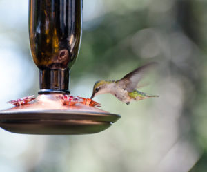 A hummingbird feeds at a nectar feeder. (Photo courtesy Jeremy Lwanga/Unsplash)