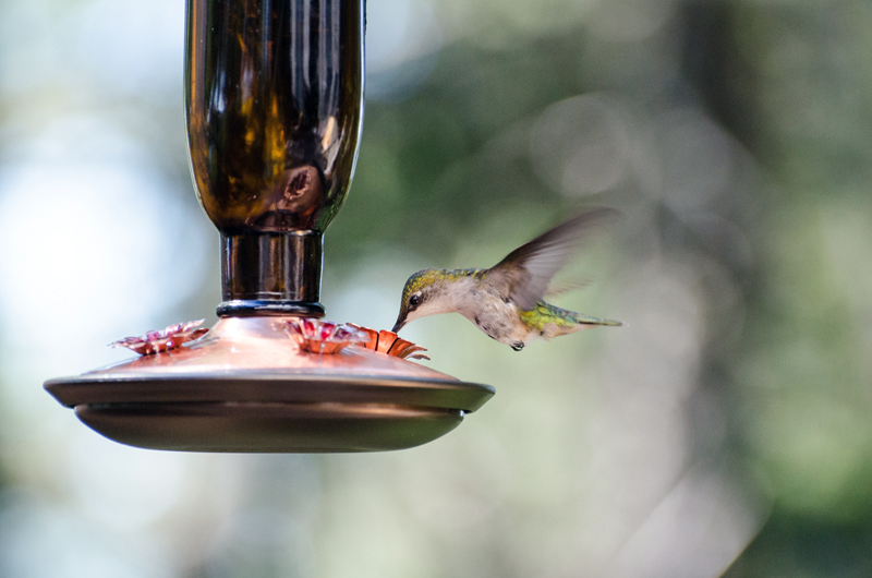 A hummingbird feeds at a nectar feeder. (Photo courtesy Jeremy Lwanga/Unsplash)