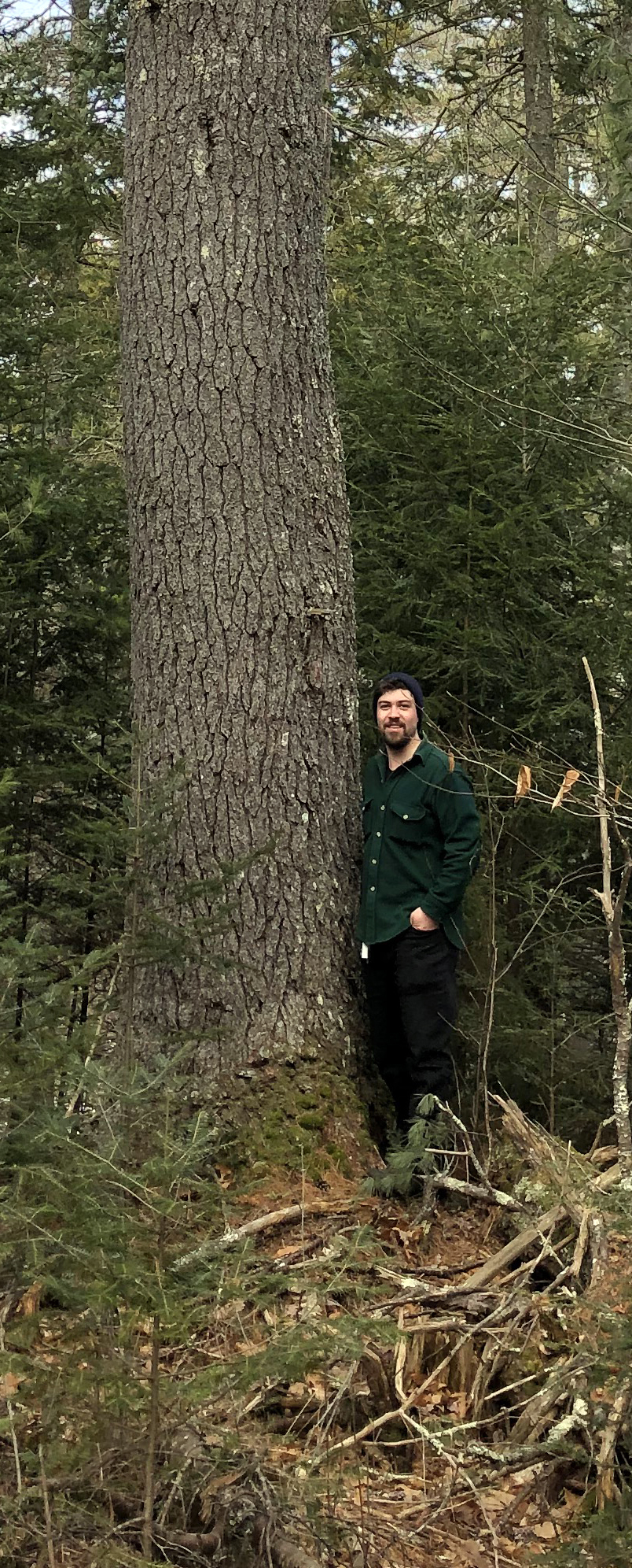 Noah Begin stands next to a 3-foot-diameter pine tree on the Castner Creek property in Damariscotta. (Photo courtesy Jenny Begin)