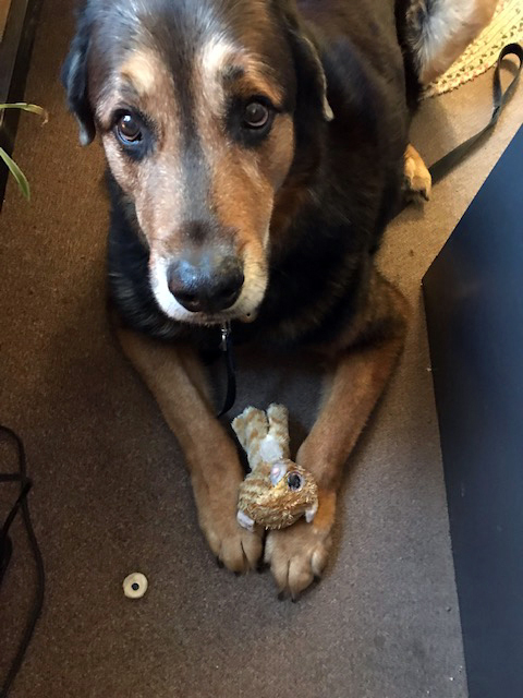 Chunk the dog is ready to answer reader questions about pet life.