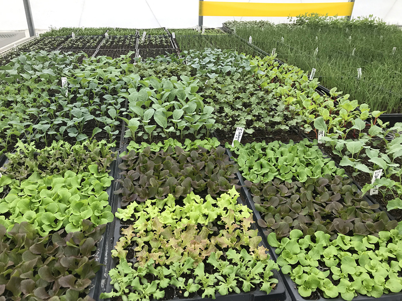 The new seedlings are off to a healthy start at Twin Villages Foodbank Farm.