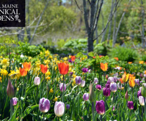 With the arrival of spring in Maine, so too comes the promise of brighter days ahead. The Coastal Maine Botanical Gardens are providing online classes to "grow" knowledge from home.