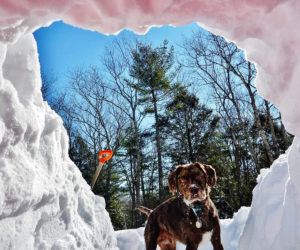 Hope Prentice's photo of her dog, Moxie, peering into a snow cave received the most votes to win the March #LCNme365 photo contest. Prentice will receive a $50 gift certificate to Coastal Car Wash and Detail Center, of Damariscotta and Boothbay Harbor, the sponsor of the March contest.