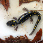 Midcoast Conservancy to Offer Virtual Vernal Pool Exploration