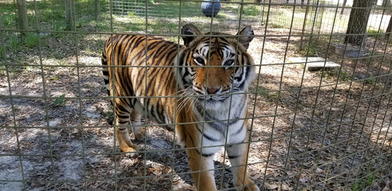 Priya, a tiger, is one of the animals Bailey Chalmers, of Damariscotta, worked with during her internship at Big Cat Rescue. (Photo courtesy Bailey Chalmers)
