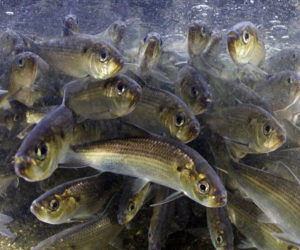 Alewives, used as lobster bait, swim upstream at the Damariscotta Mills fish ladder.