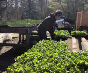 Farm Director Sara Cawthon of Twin Villages Foodbank Farm prepares to move seedlings from the greenhouse to the fields.