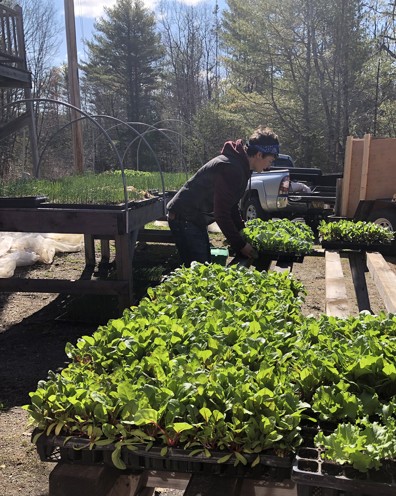 Farm Director Sara Cawthon of Twin Villages Foodbank Farm prepares to move seedlings from the greenhouse to the fields.