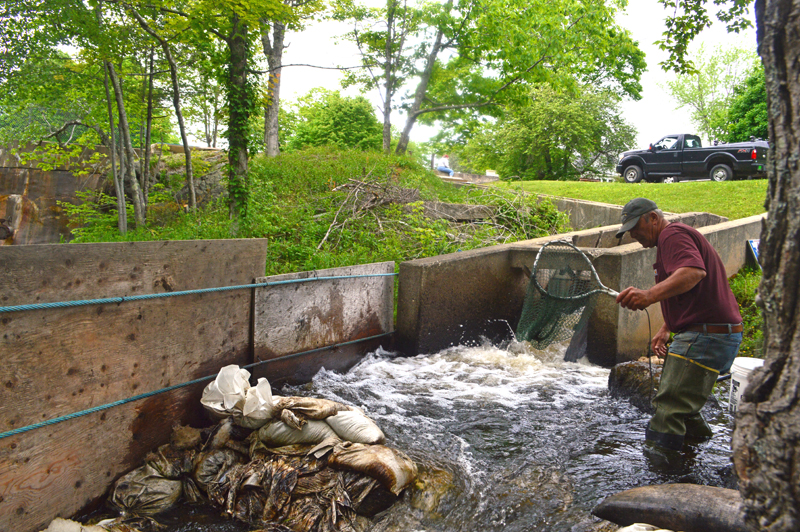 Rick Poland, a member of the Bristol Fish Committee, nets alewives at the base of the Bristol Mills Fish Ladder to collect measurements and scale samples. (Alyce McFadden photo)