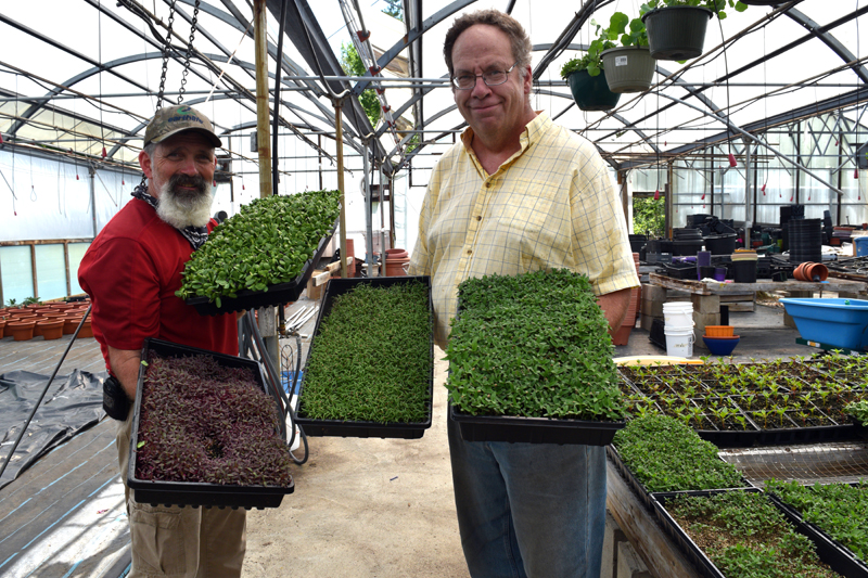 Midcoast Micros founders Buzz Pinkham (left) and Jim Peterson display some of the microgreens they grow and deliver from a home base at Pinkham's Plantation in Damariscotta. (Hailey Bryant photo)