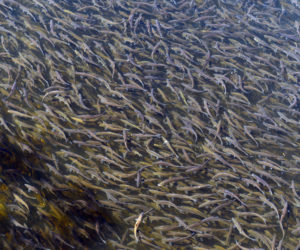 Thousands of alewives wait their turn to swim up the Damariscotta Mills Fish Ladder and into Damariscotta Lake. (Paula Roberts photo)