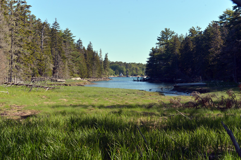 Long Cove from the Todd Wildlife Sanctuary on Hog Island in Bremen. (Paula Roberts photo)