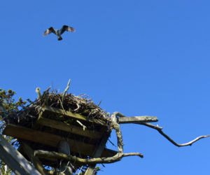 An osprey flies over its nest on Hog Island. (Paula Roberts photo)